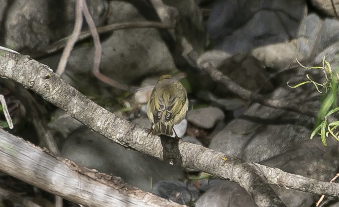 עלווית אפורה - ML644682169