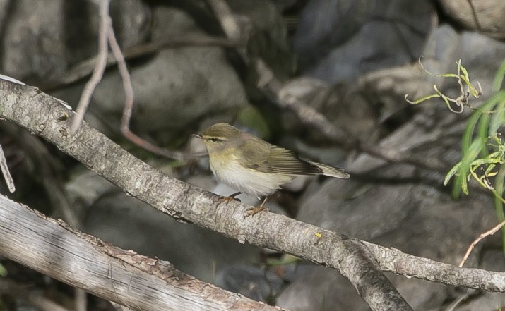עלווית אפורה - ML644682170