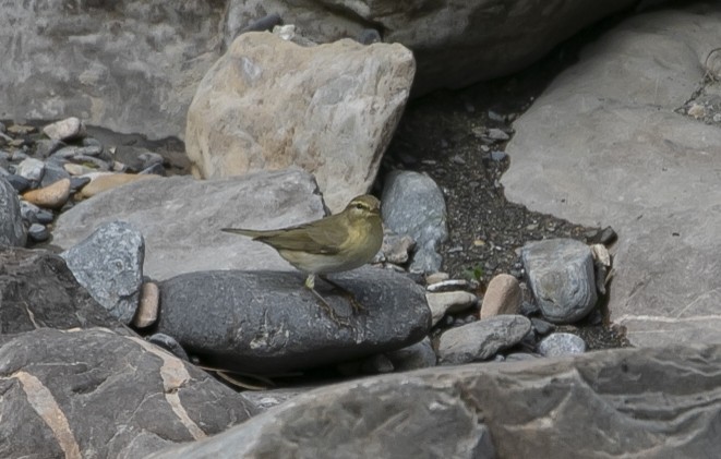 עלווית אפורה - ML644682171