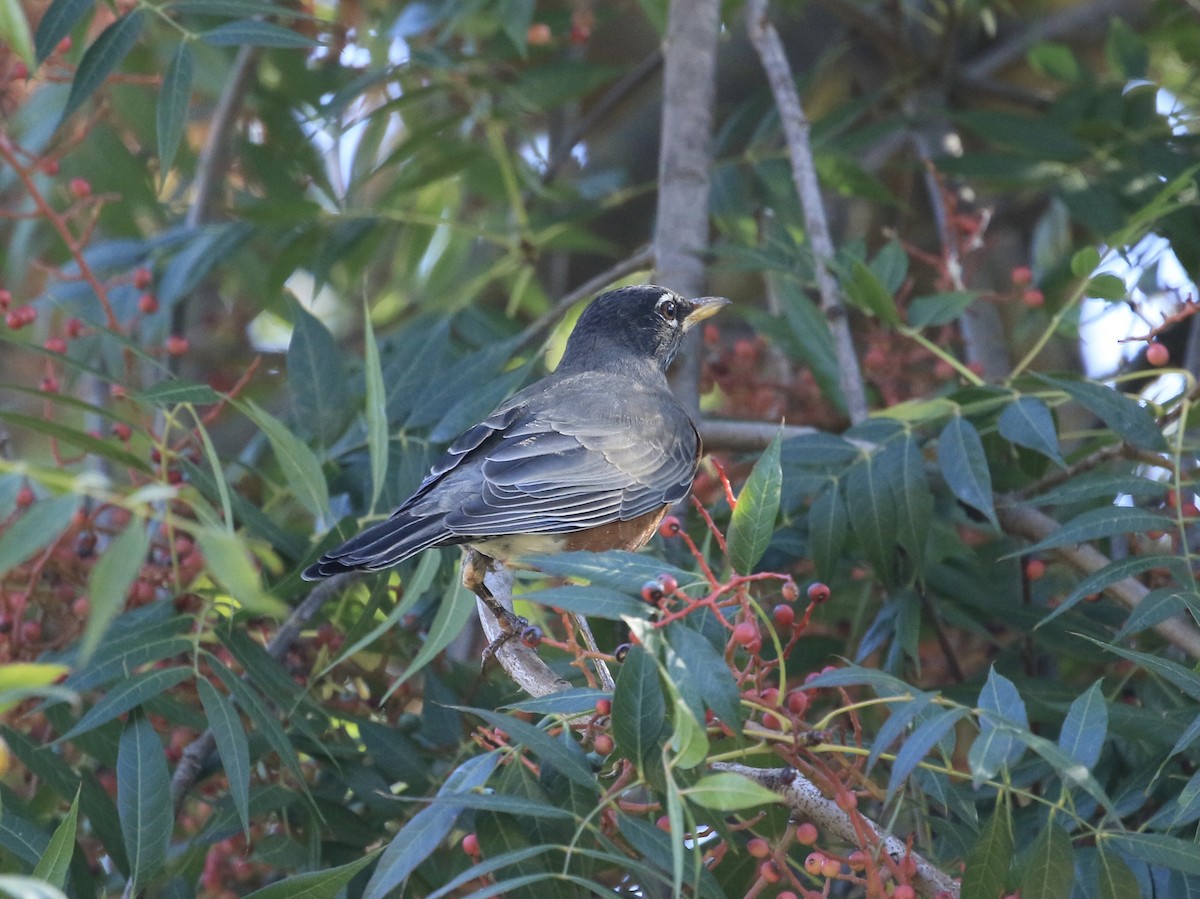 drozd stěhovavý - ML644682175