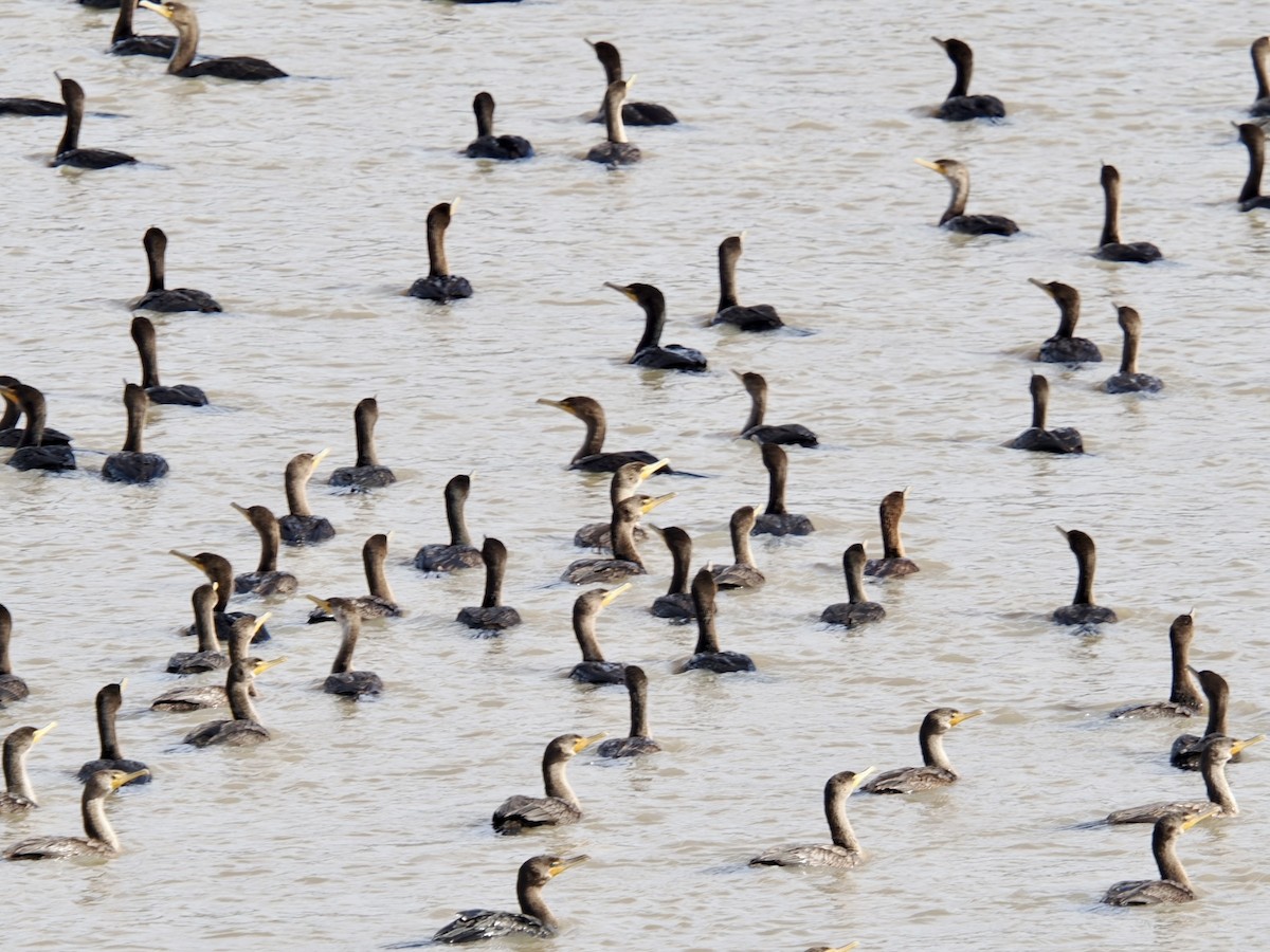 Cormoran à aigrettes - ML644682179