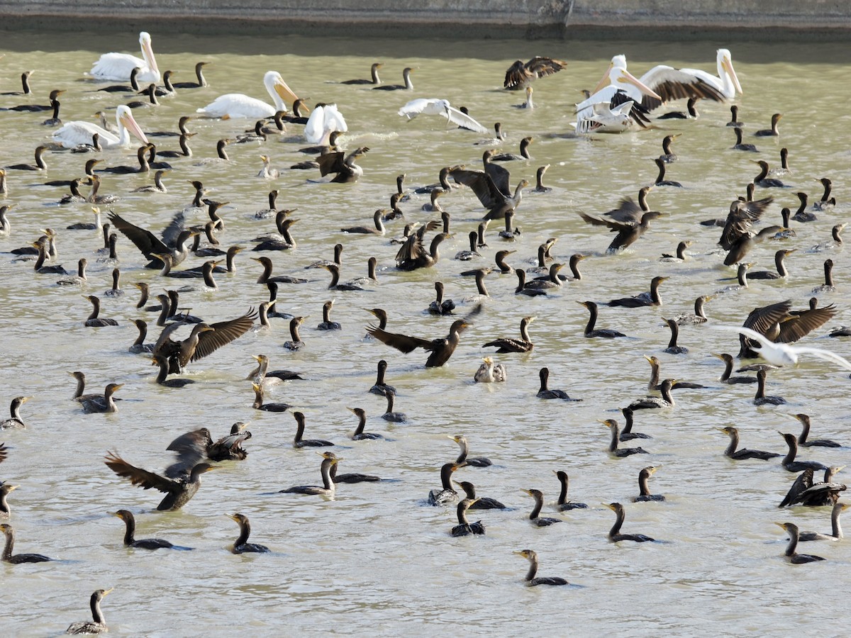 Cormoran à aigrettes - ML644682180