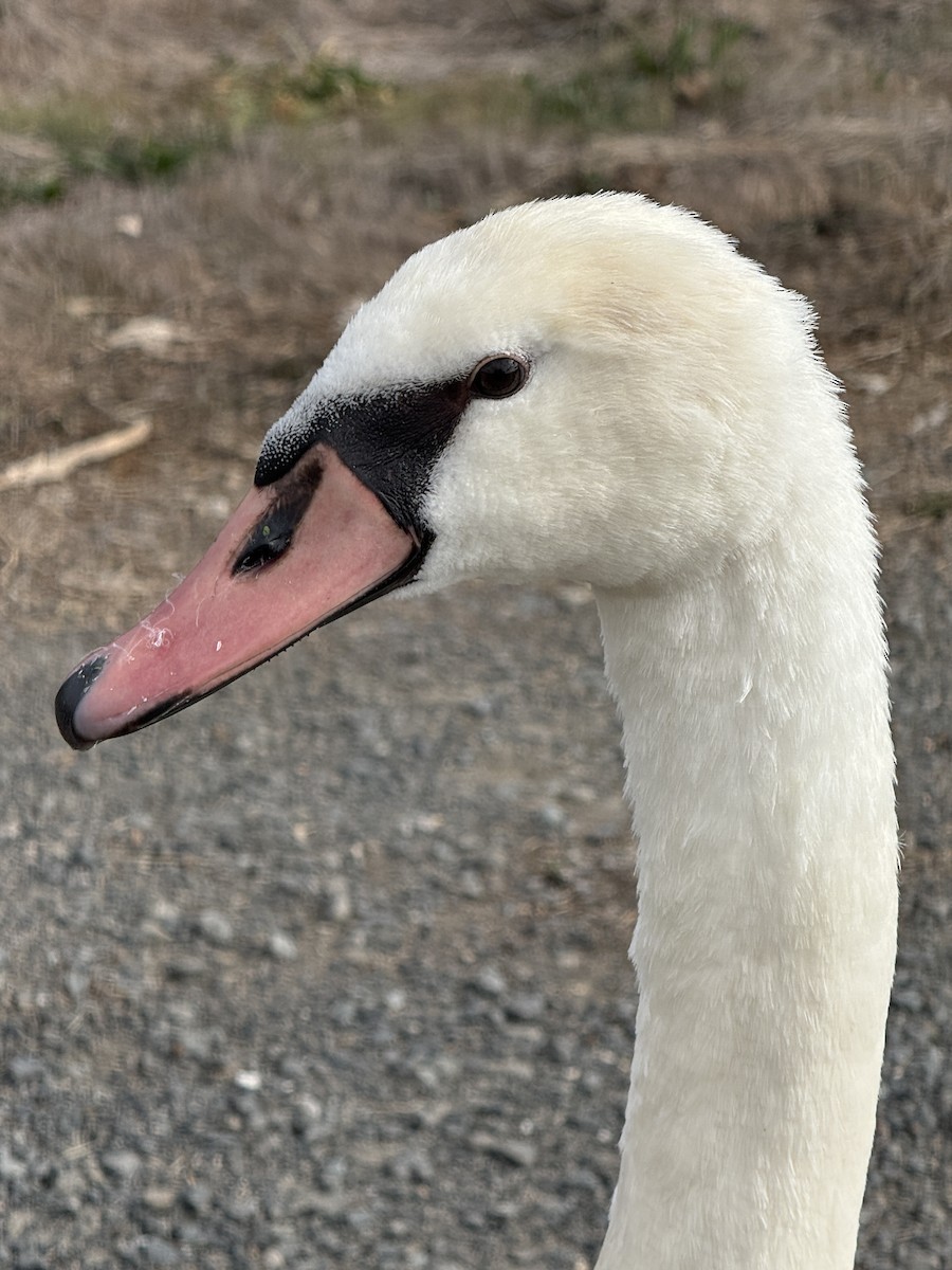 疣鼻天鵝 - ML644682187