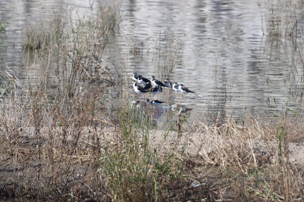 Black-necked Stilt - ML644682193