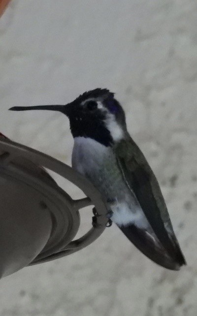 Costa's Hummingbird - ML644682194