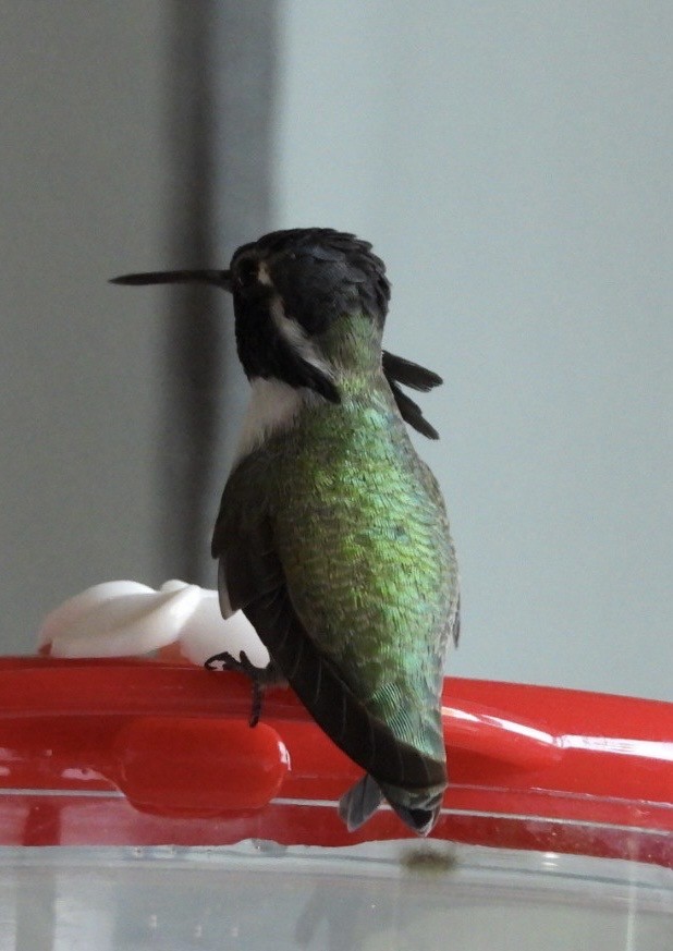Costa's Hummingbird - ML644682195