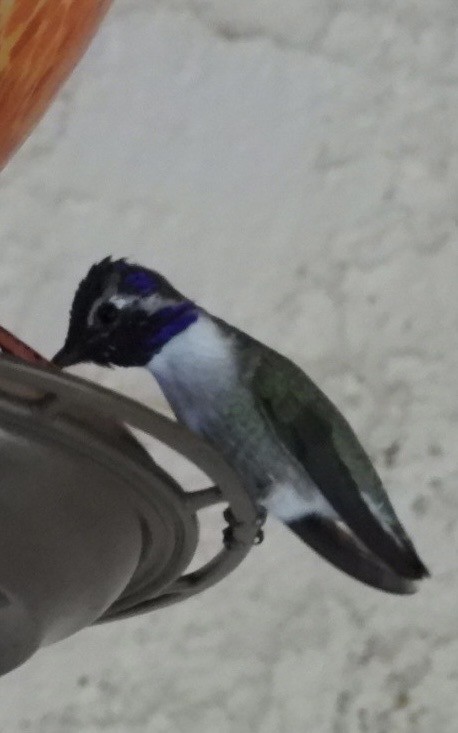 Costa's Hummingbird - ML644682196