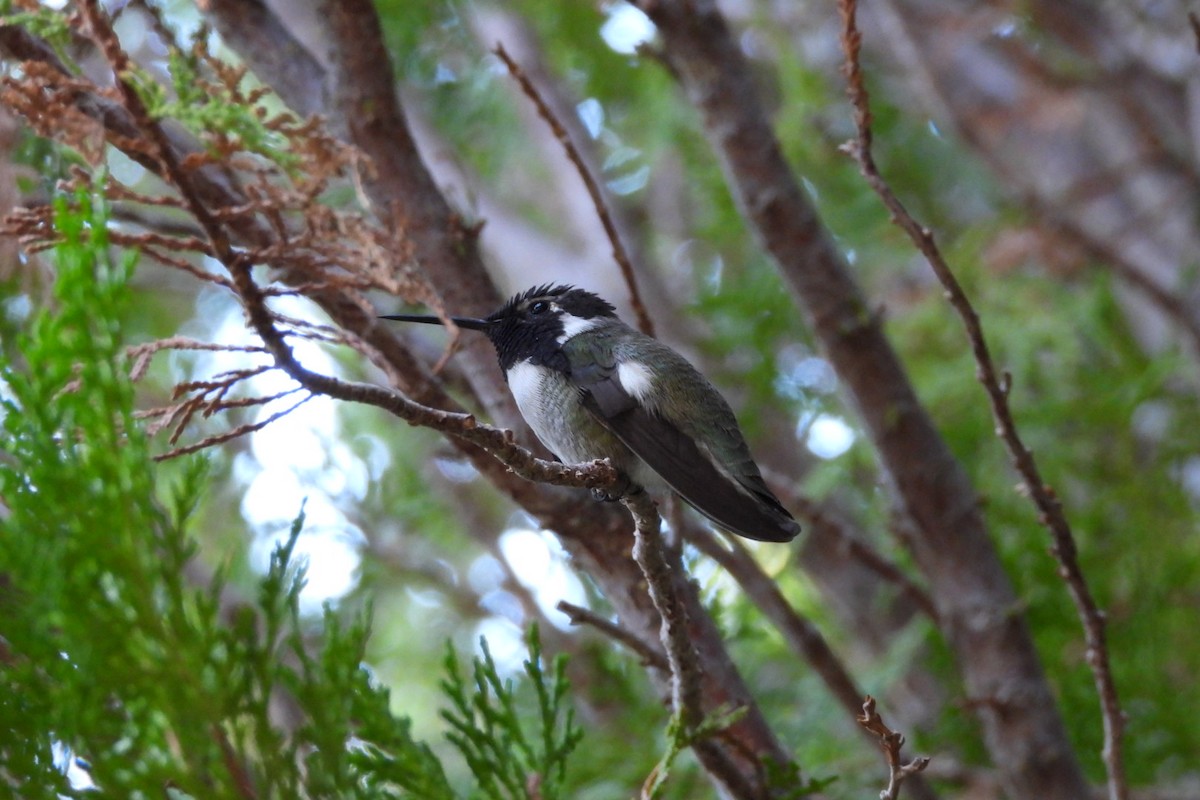 Costa's Hummingbird - ML644682197