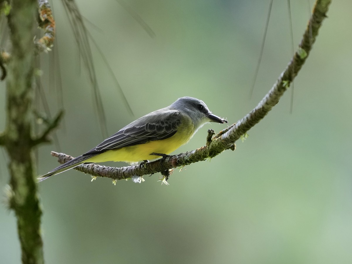 Tropical Kingbird - ML644682200