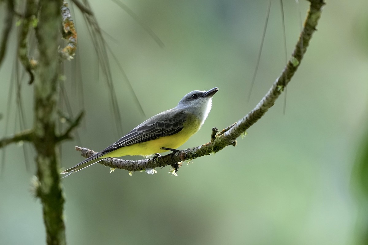 Tropical Kingbird - ML644682201