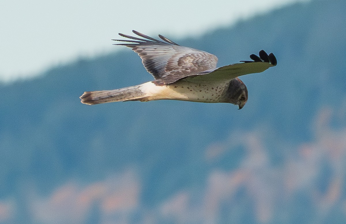 Northern Harrier - ML644682204