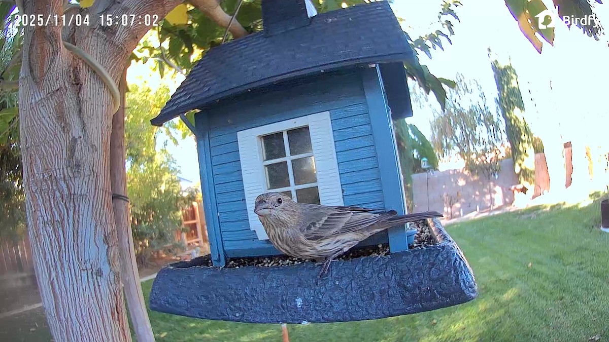 House Finch - ML644682205