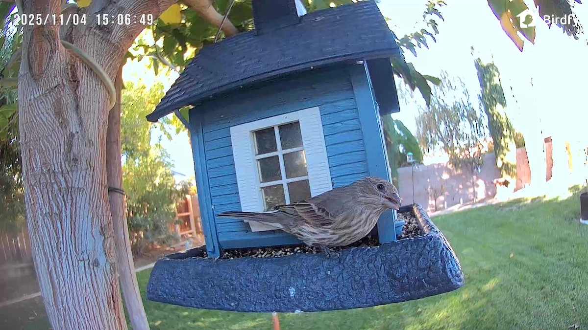 House Finch - ML644682206