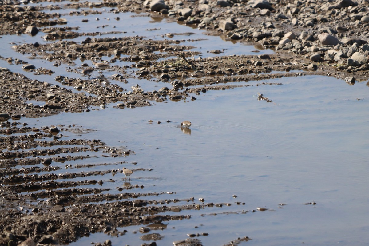 Least Sandpiper - ML644682207