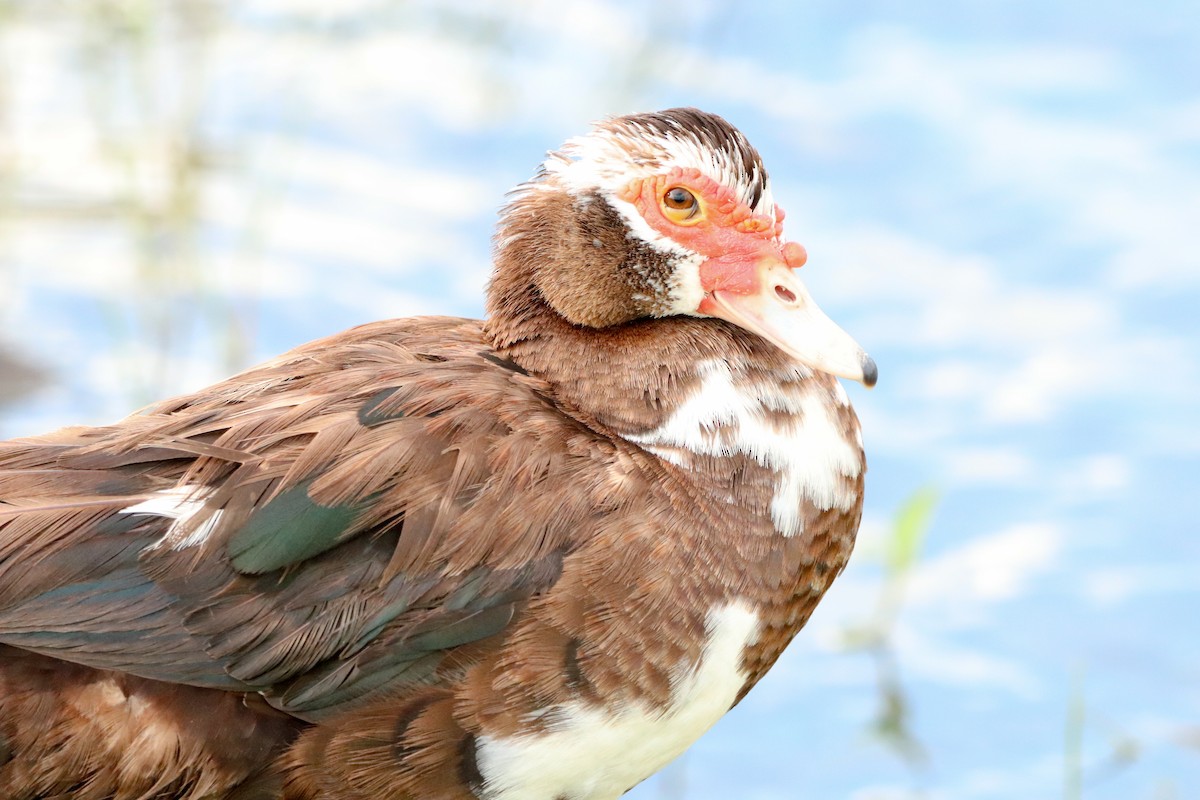 番鴨(馴化)(薑母鴨) - ML644682208