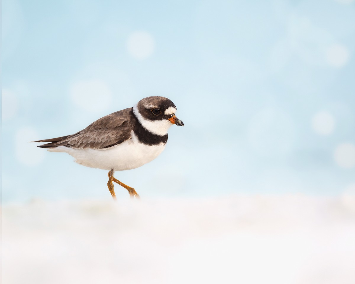 Semipalmated Plover - ML644682210