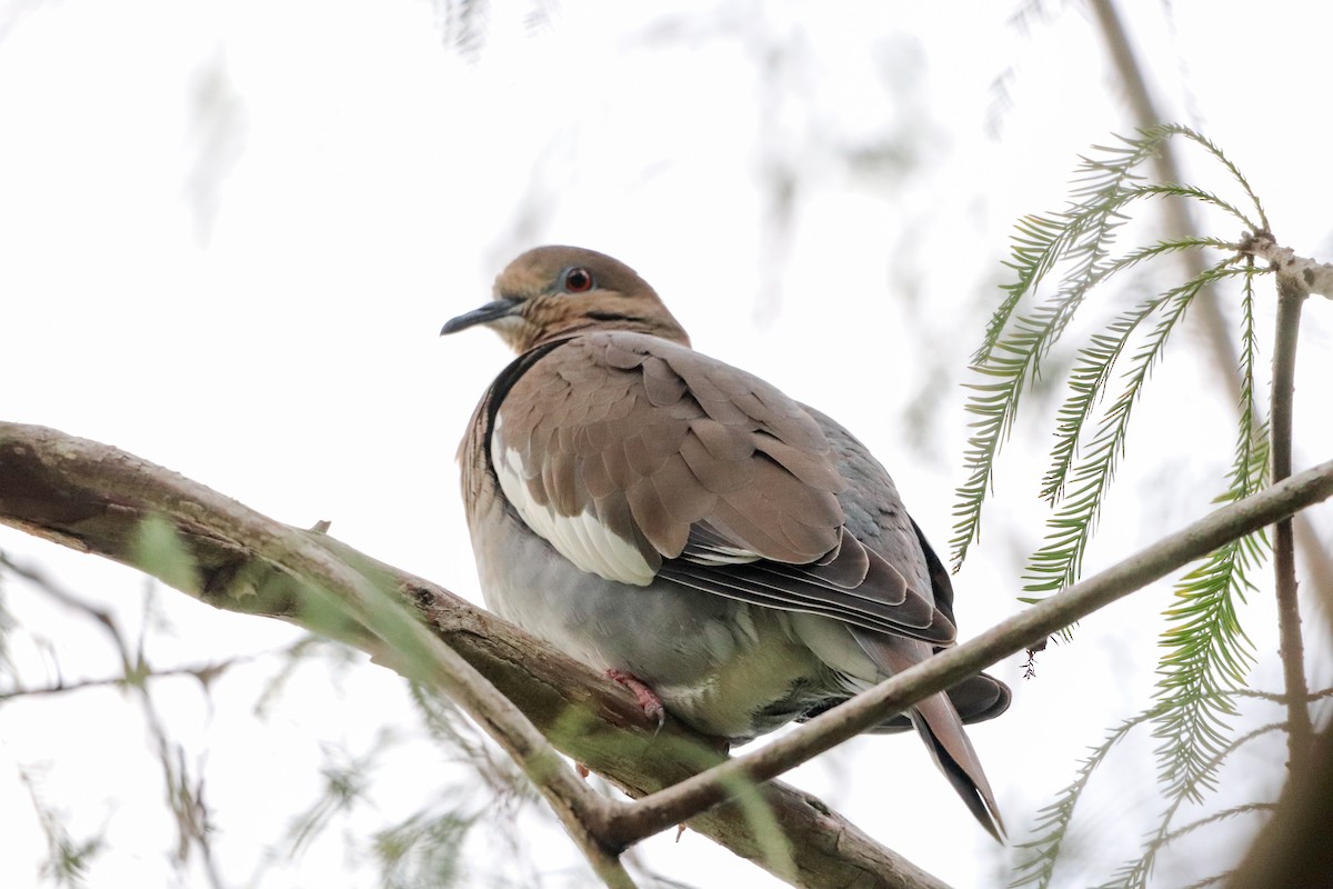 White-winged Dove - ML644682211