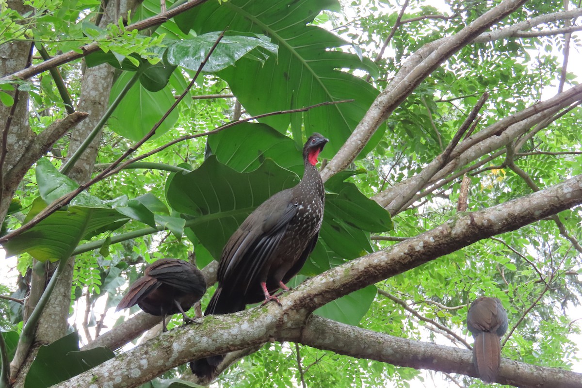 Crested Guan - ML644682212