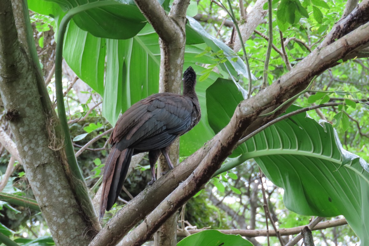 Crested Guan - ML644682213