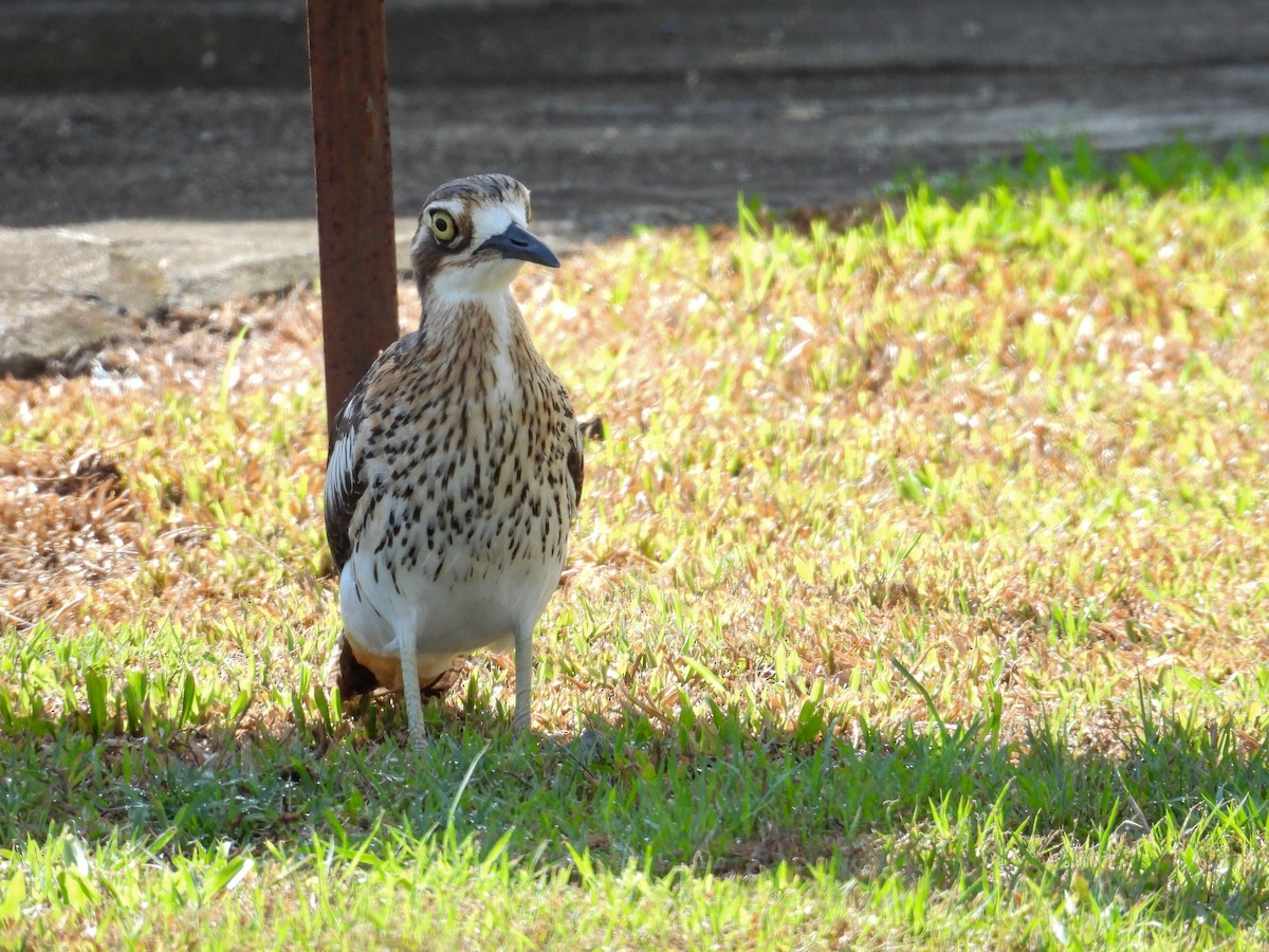 Bush Thick-knee - ML644682216