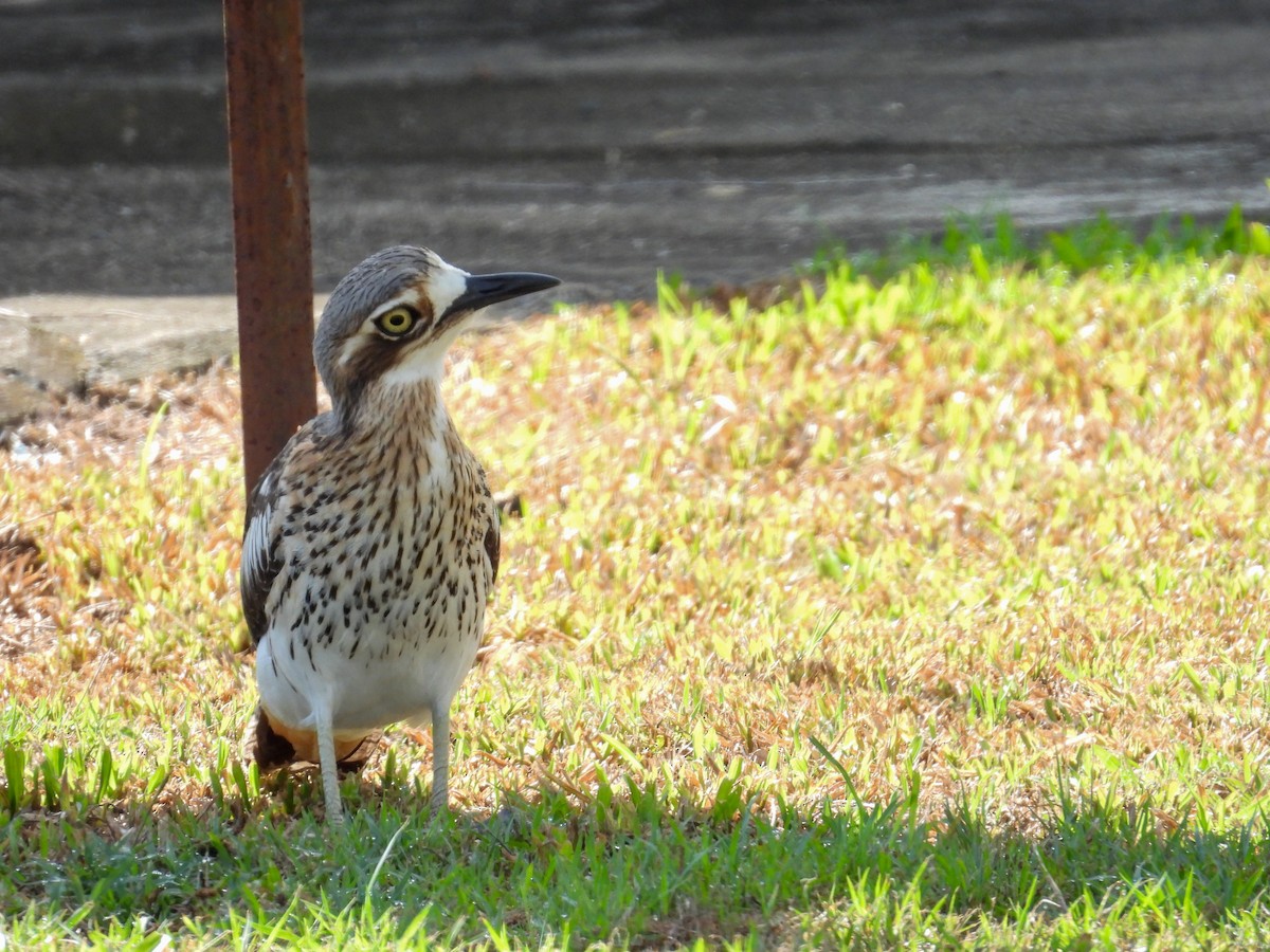 Bush Thick-knee - ML644682217