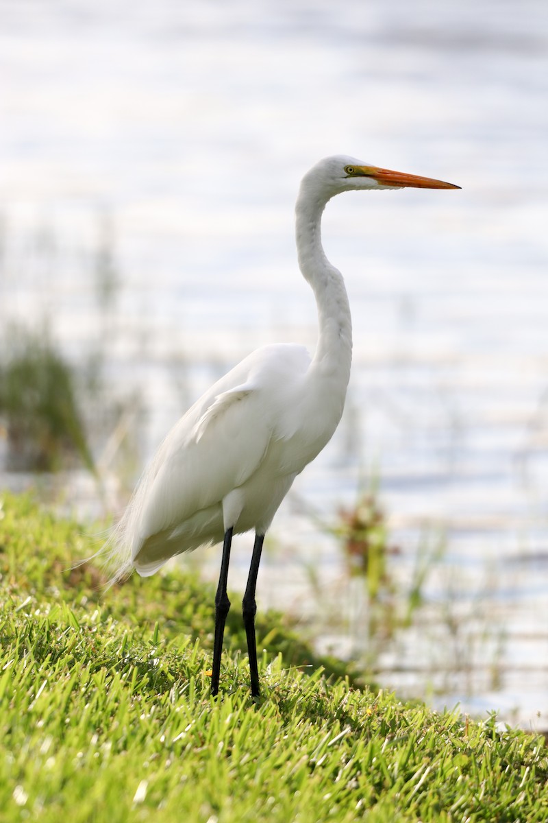 大白鷺 - ML644682218