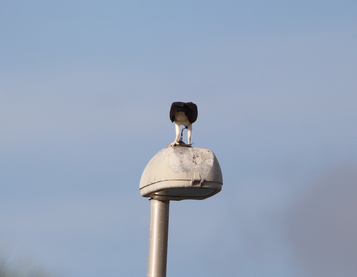 魚鷹 - ML644682219