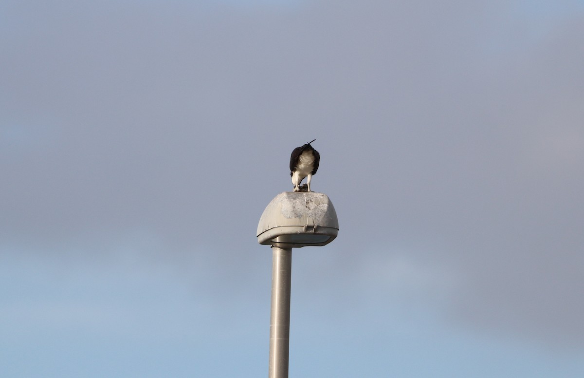 魚鷹 - ML644682220