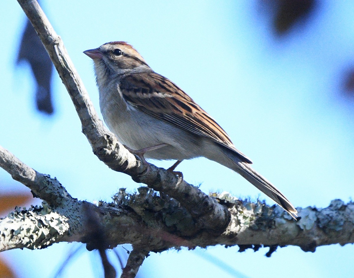 Chipping Sparrow - ML644682221