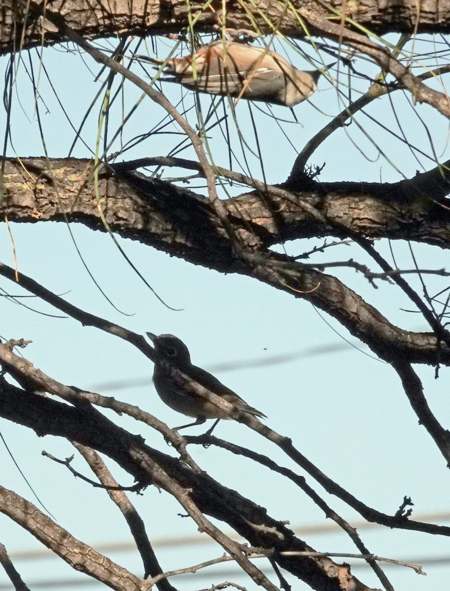 Cassin's Vireo - ML644682223