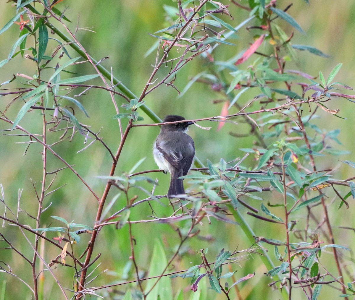 Eastern Phoebe - ML644682224