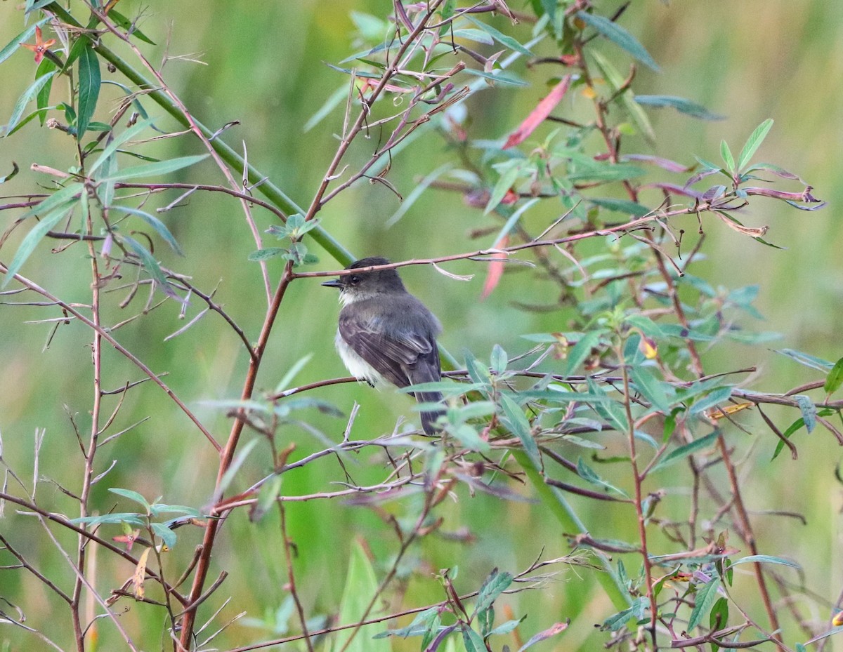 Eastern Phoebe - ML644682225