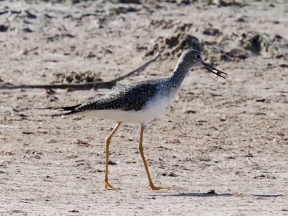Greater Yellowlegs - ML644682226
