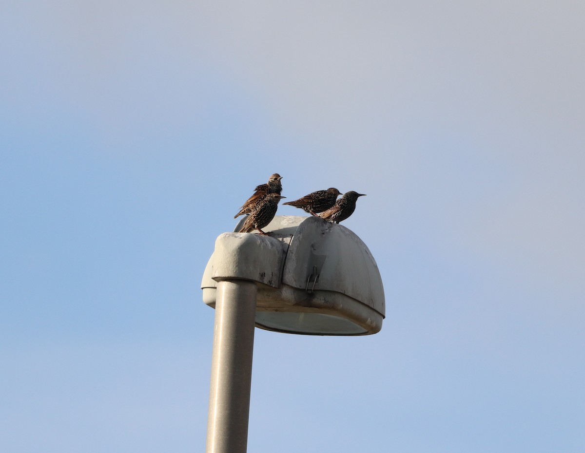 歐洲椋鳥 - ML644682228