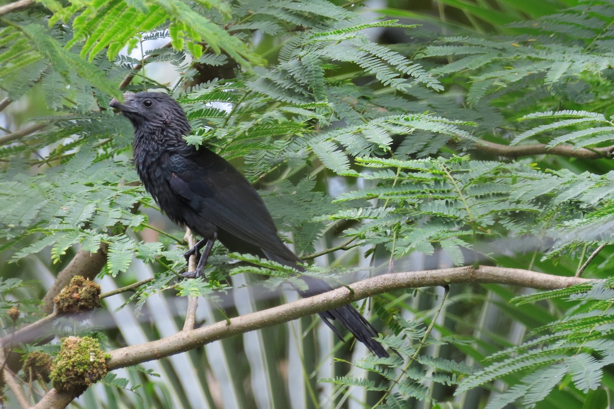 ミゾハシカッコウ - ML644682229