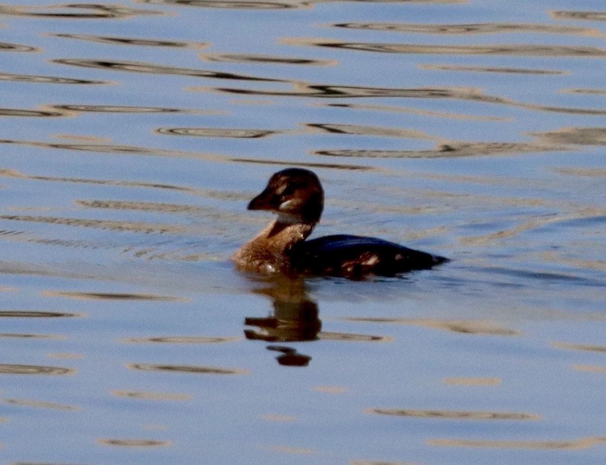 Pied-billed Grebe - ML644682232