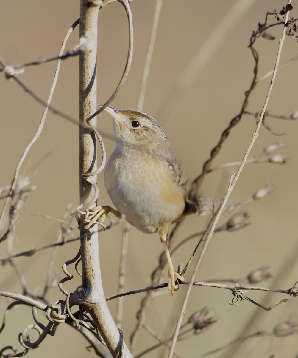 Cucarachero Culibarrado - ML644682235