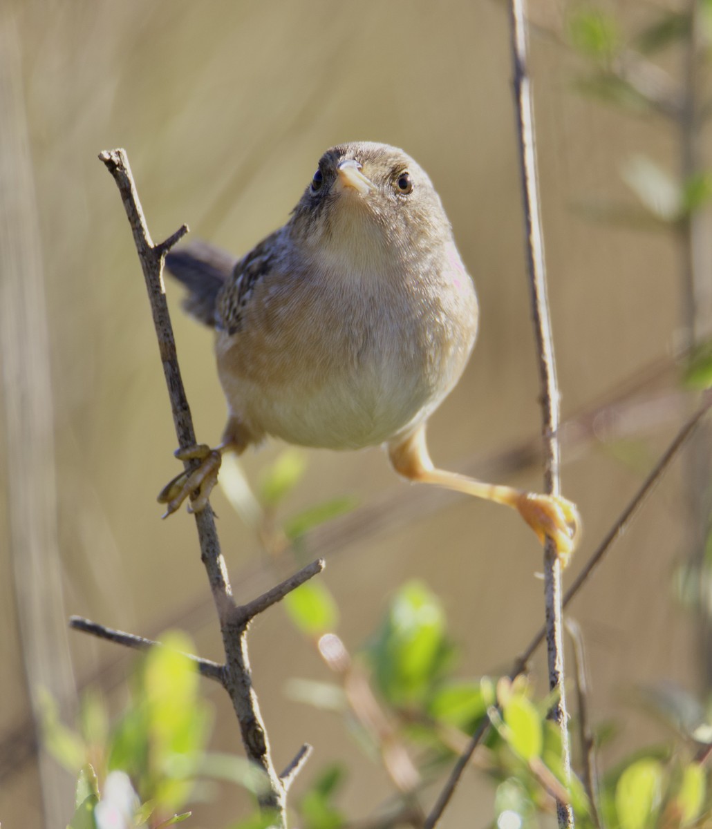 Cucarachero Culibarrado - ML644682236