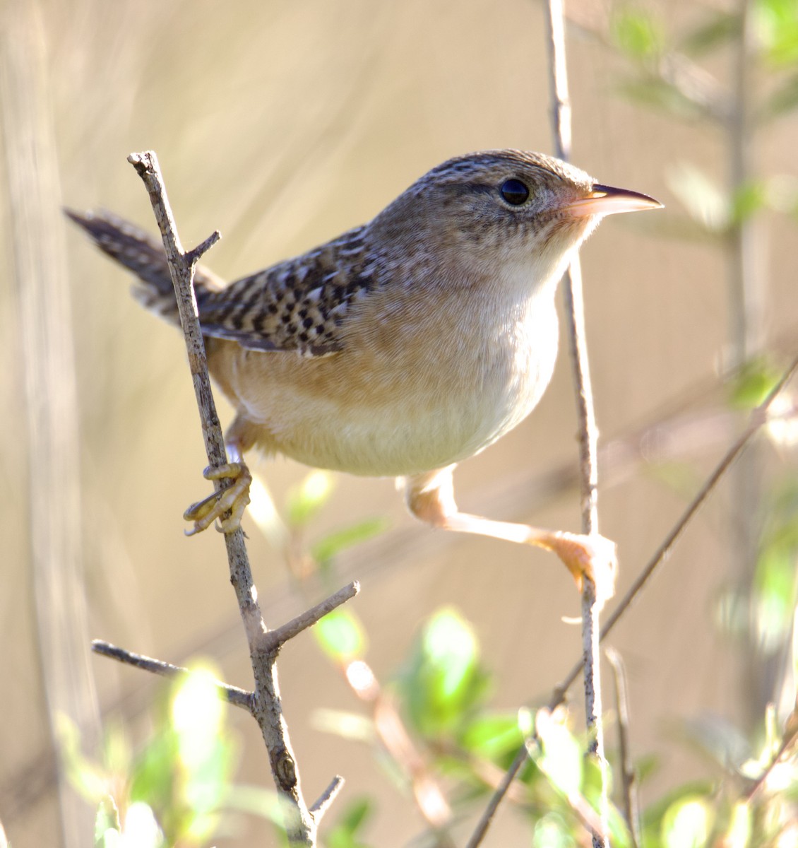 Cucarachero Culibarrado - ML644682238