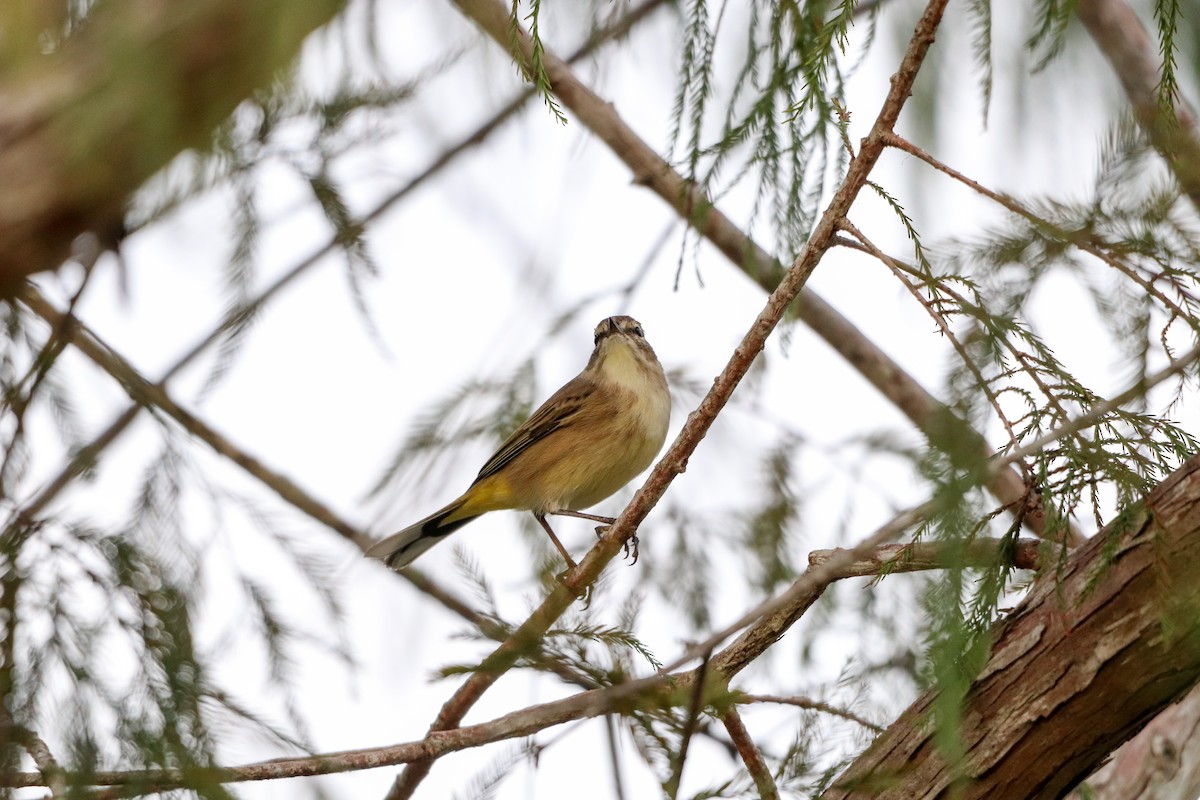 ヤシアメリカムシクイ - ML644682242