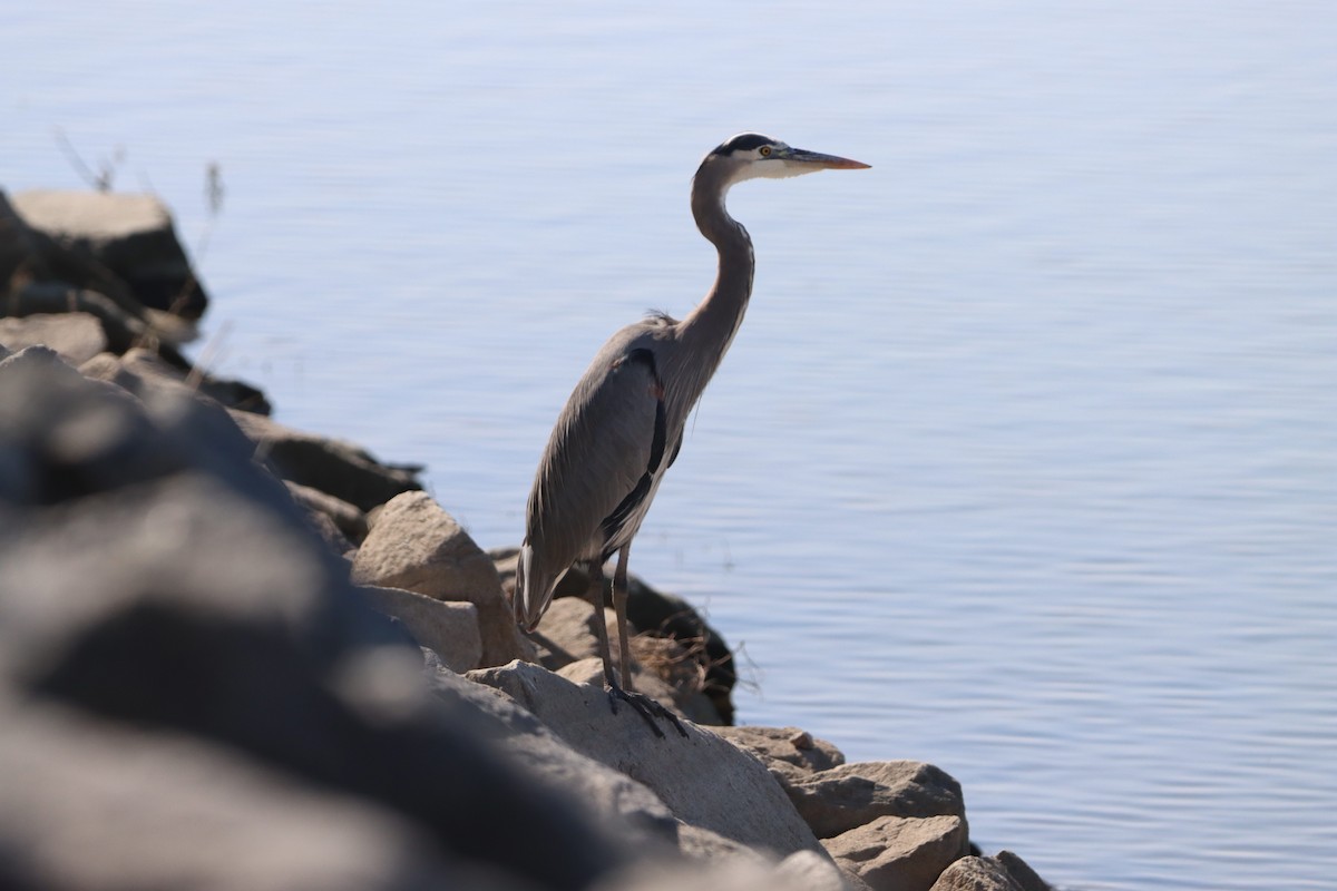 Great Blue Heron - ML644682249