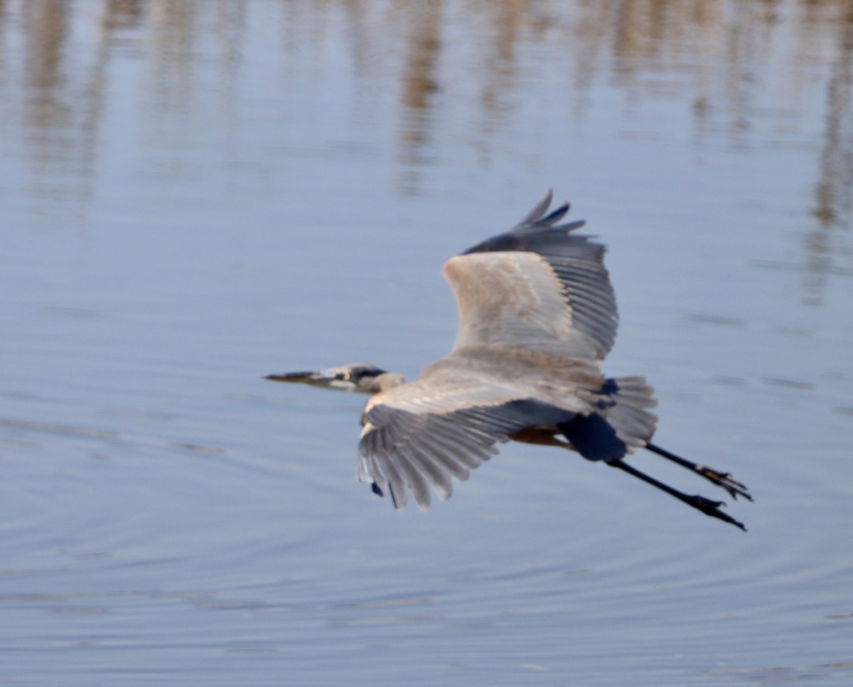 Great Blue Heron - ML644682250