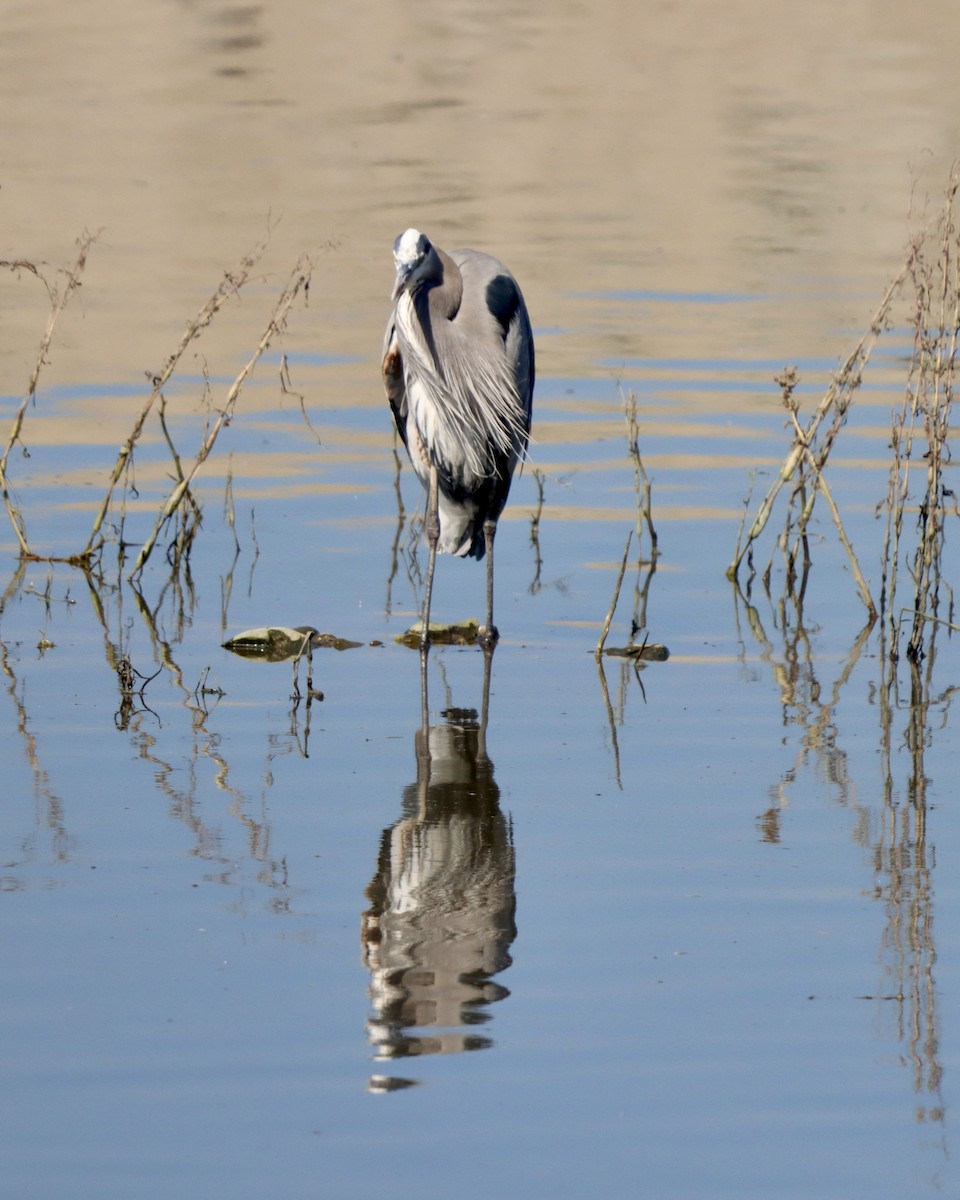 Great Blue Heron - ML644682251