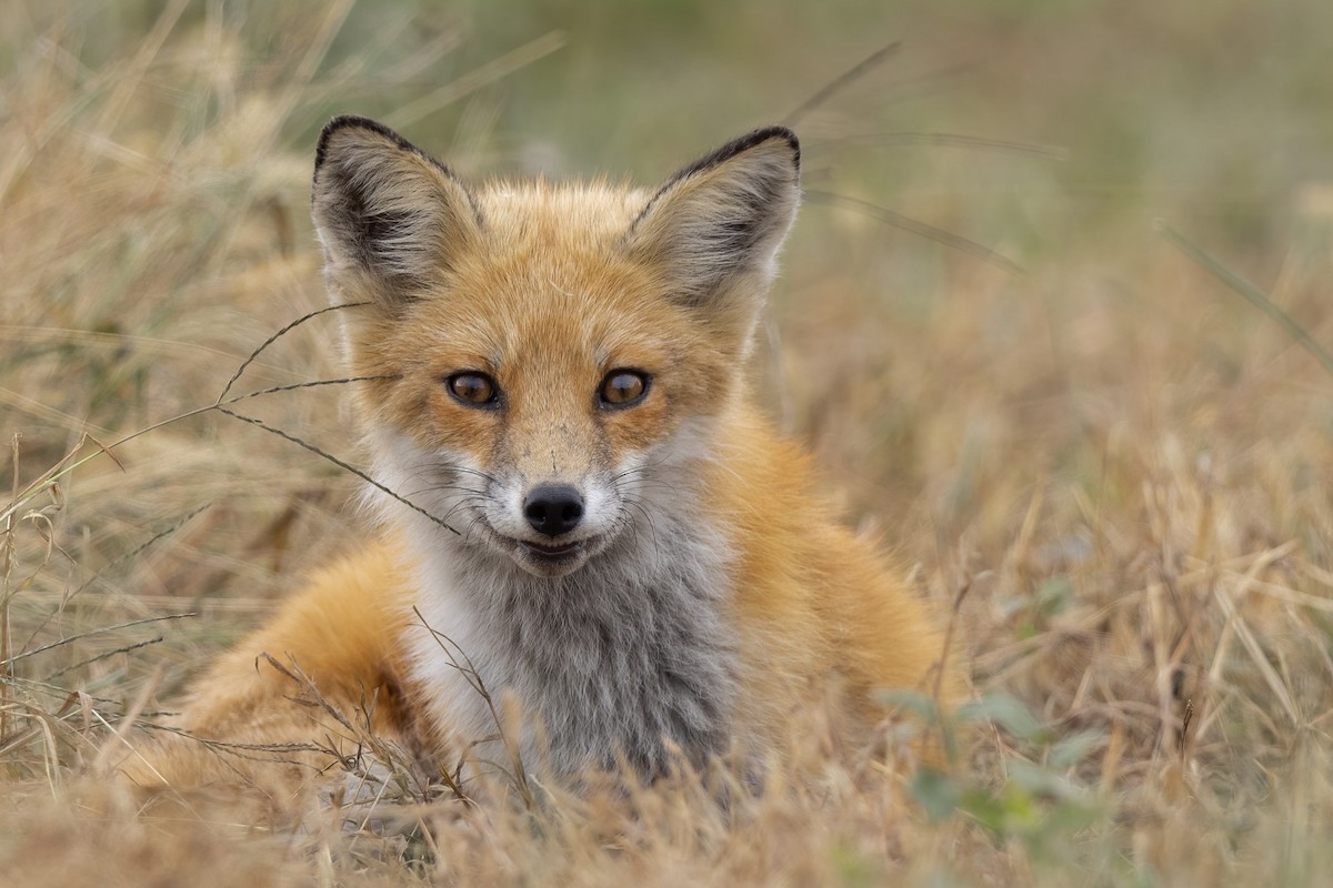 Eastern American Red Fox - ML644682253