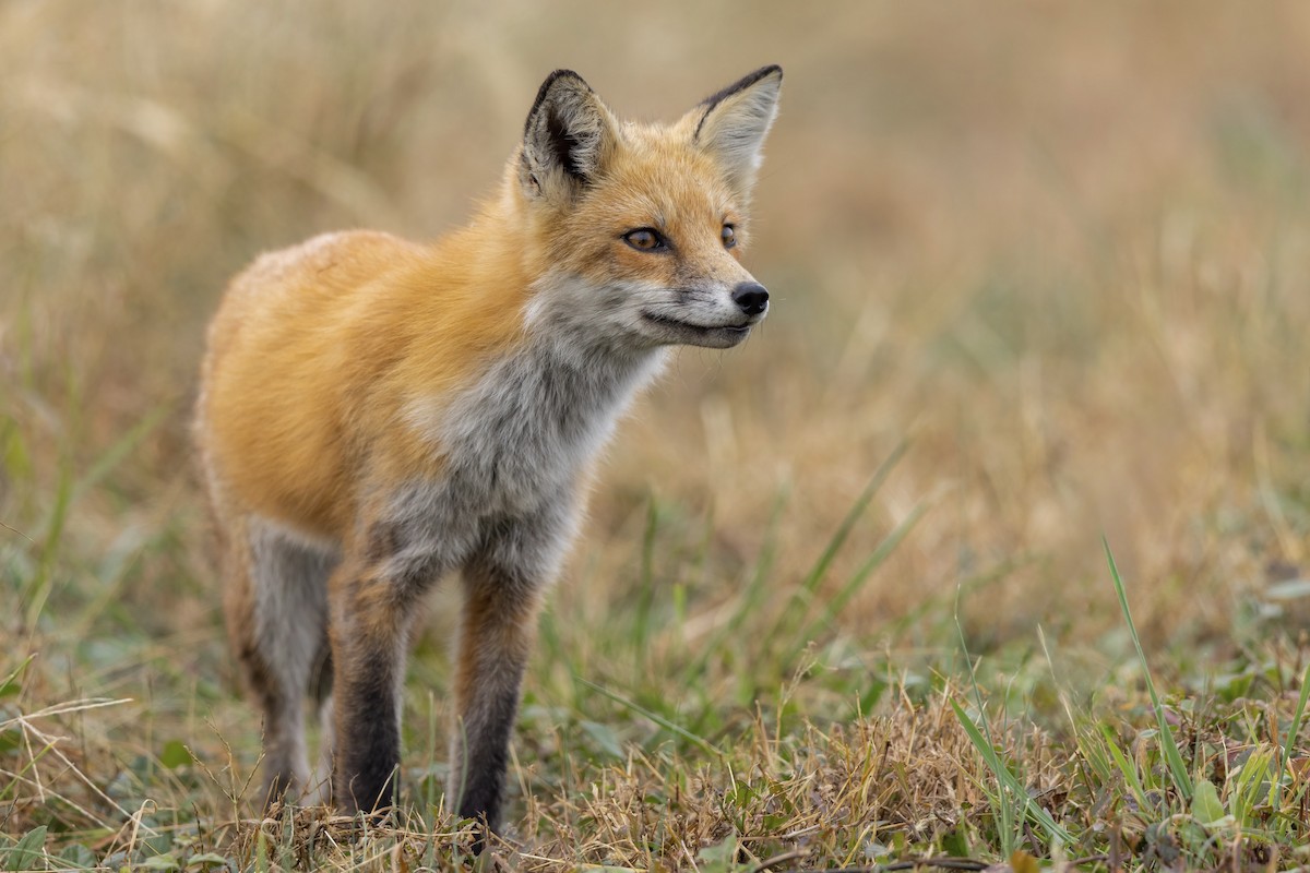 Eastern American Red Fox - ML644682254