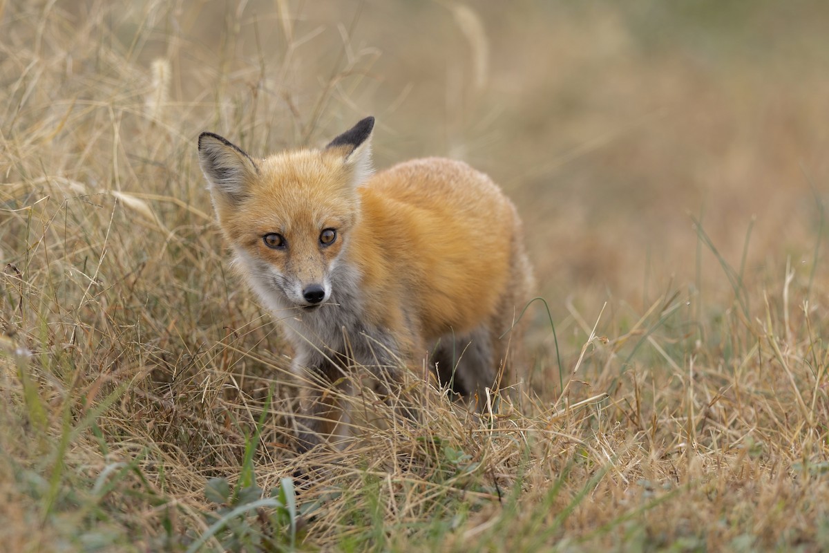 Eastern American Red Fox - ML644682255