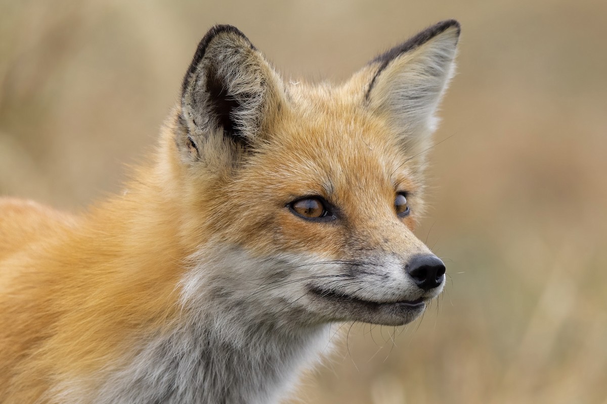 Eastern American Red Fox - ML644682256