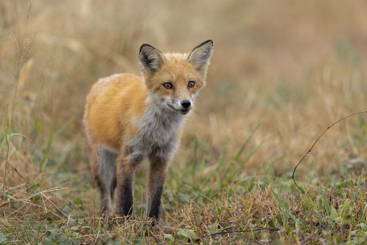 Eastern American Red Fox - ML644682257