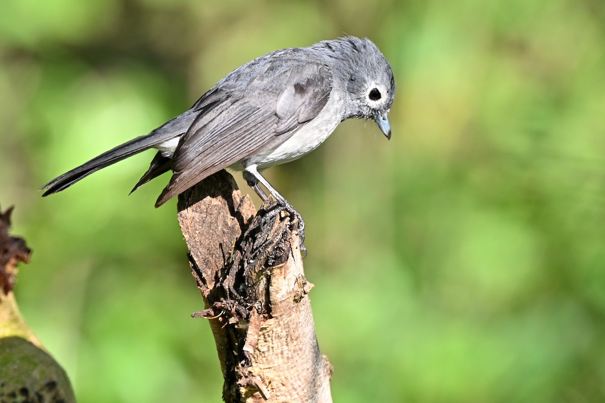 White-eyed Slaty-Flycatcher - ML644682260