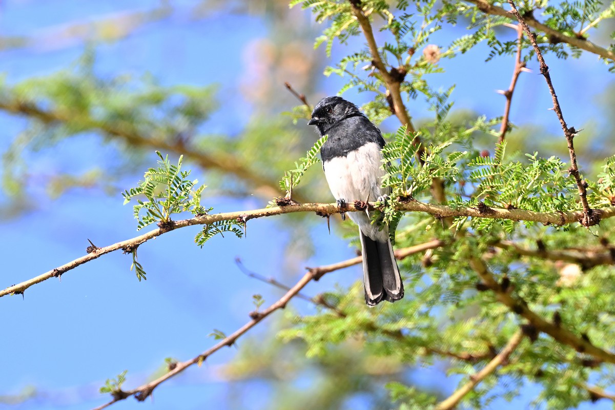 シロハラクロガラ - ML644682263